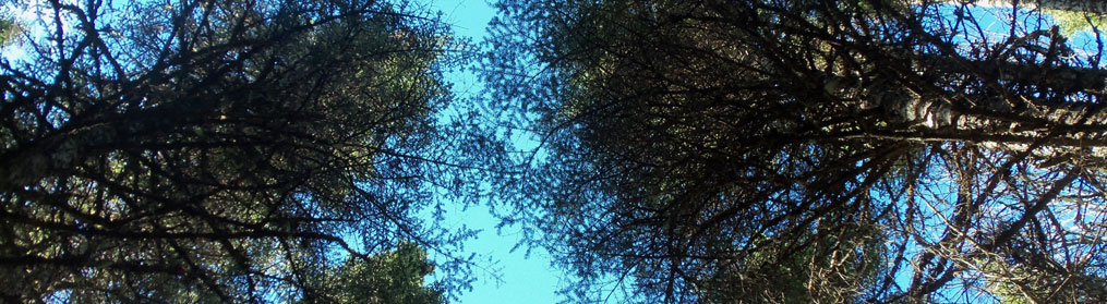 Canopy of trees viewed from the ground to the sky